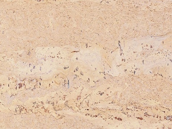 Пробковое покрытие CorkStyle Natural Cork Click Comprido Creme